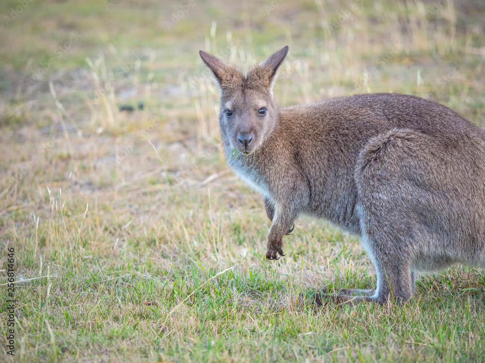 Red-Necked Wallaby
