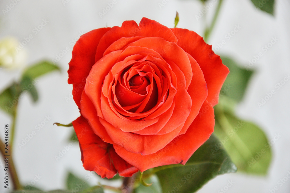 Fototapeta premium red rose on white background