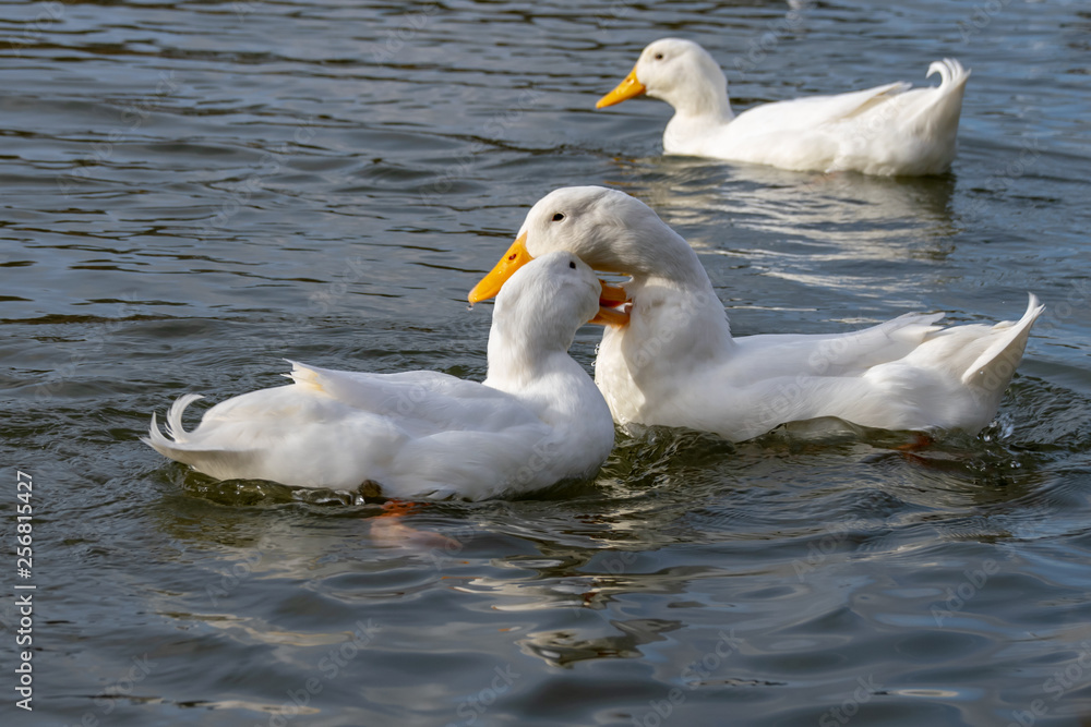 Male and female American Pekin Ducks biting necks (also known as Long Island or Aylesbury Ducks) Male and female American Pekin Ducks biting necks (also known as Long Island or Aylesbury Ducks)