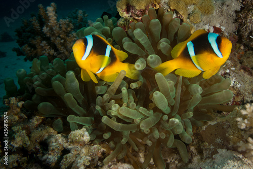a red sea anemone fish in egypt