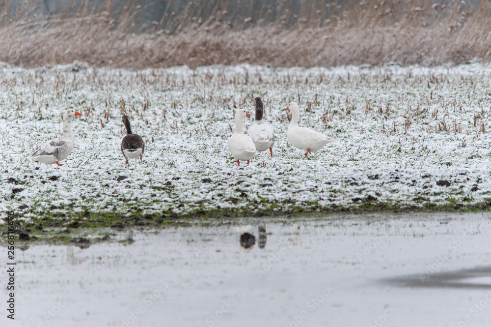 Obraz premium Gänse