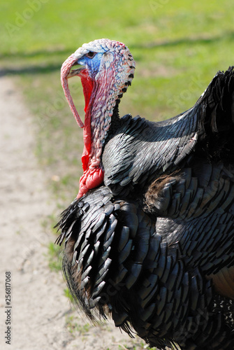 The wild turkey. Domestic bird. Photo of a rare breed turkey.