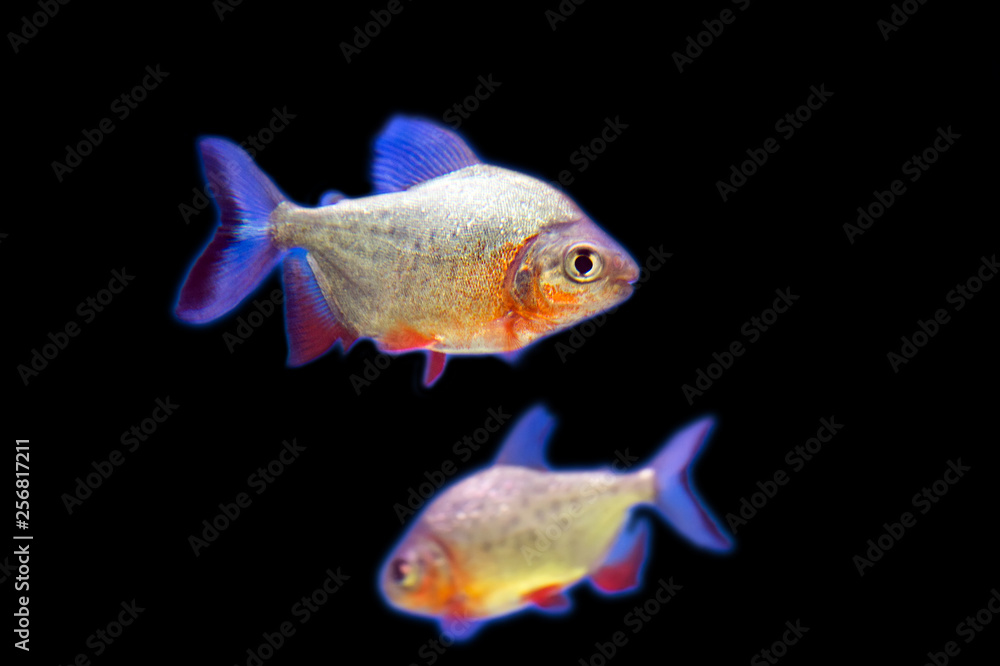 Predatory fish piranha (Pygocentrus nattereri) Predatory fish piranha (Pygocentrus nattereri)