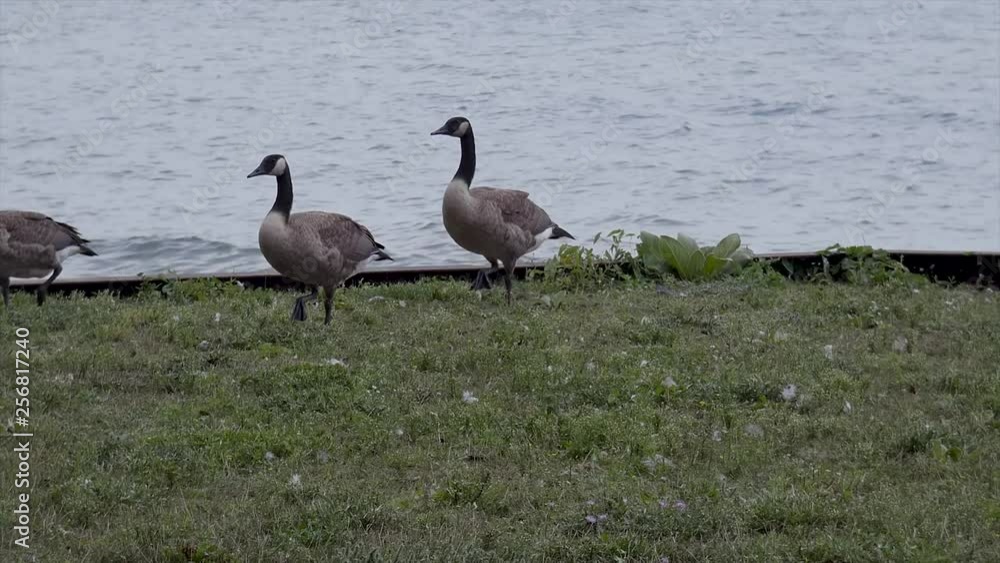 Geese in front of water stand and walk away. Geese in front of water stand and walk away.
