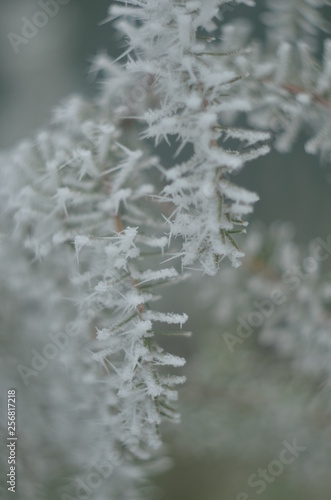 Ice leaves and trees, ice, snow, frost, frost, cold, winter, nature © Александр Франко