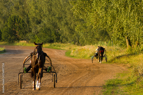 horse training at the racetrack. summer landscape with horses © karinabost