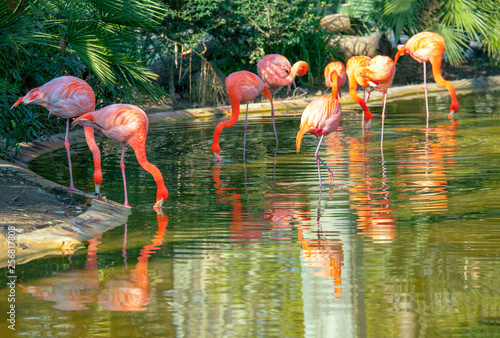flock of flamingos standing in the lake water 
