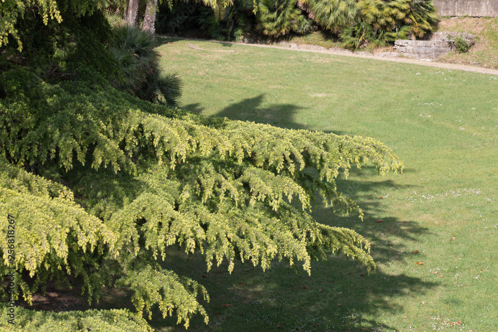 Branches of conifer in a sunny day.