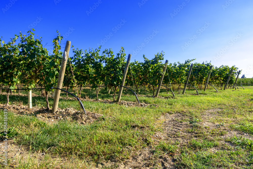 Obraz premium typical vineyard in northern Italy Trentino