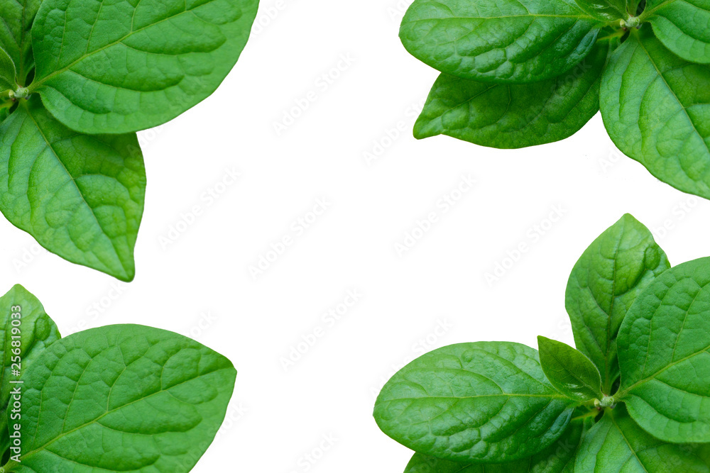 Young persimmon leaves on an isolated white background