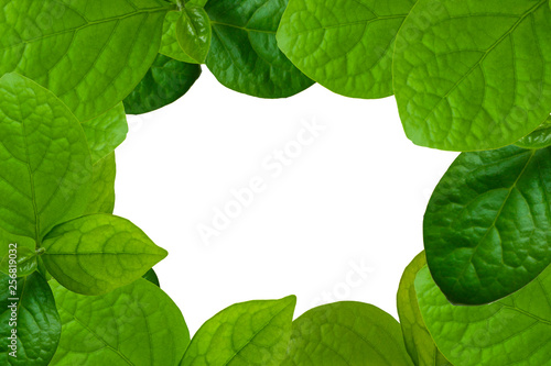 Obraz na płótnie Frame of green leaves of persimmon on an isolated white background w salonie