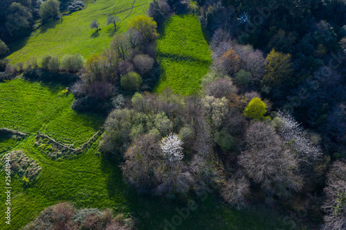 Springtime, Tarrueza, Laredo, Montaña Oriental Costera, Cantabria, Spain, Europe photo