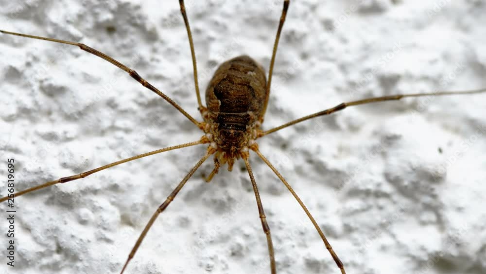 A big spider with thin long legs sits in the sun on a white wall A big spider with thin long legs sits in the sun on a white wall