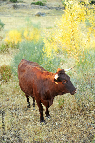 Fototapeta Naklejka Na Ścianę i Meble -  Breeding beef cattle in the pasture farm near Castillo de las Guardas, province of Seville, Spain