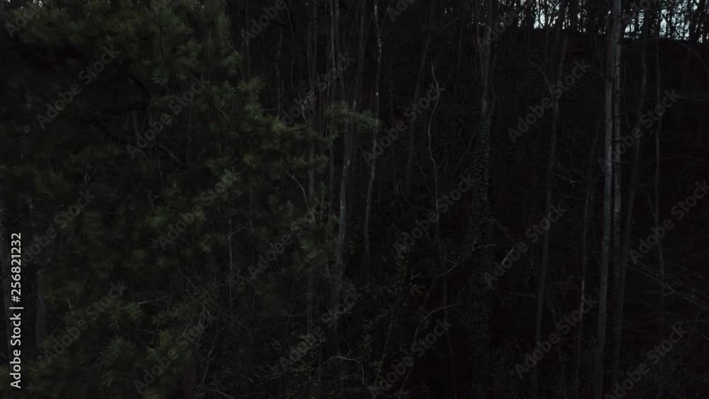 Dark, mystical forest, camera is slowly moving forward Dark, mystical forest, camera is slowly moving forward