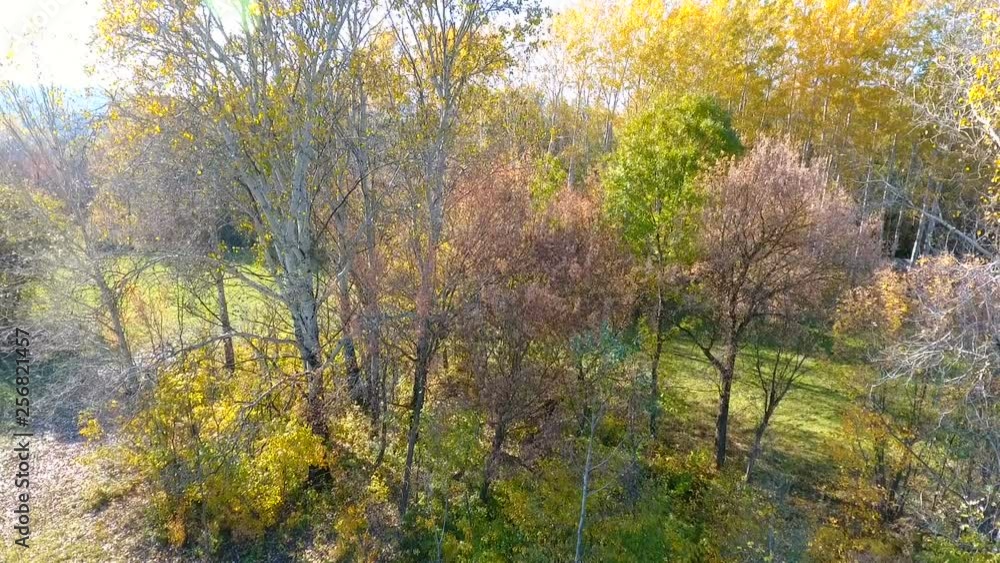 drone rise up above trees and meadow on a sunny day.