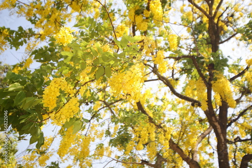 cassia fistula. golden rain tree a flowering plant in the family Fabaceae. The species is native to the Indian subcontinent. known in Thai as ratchaphruek. tree in full yellow bloom.