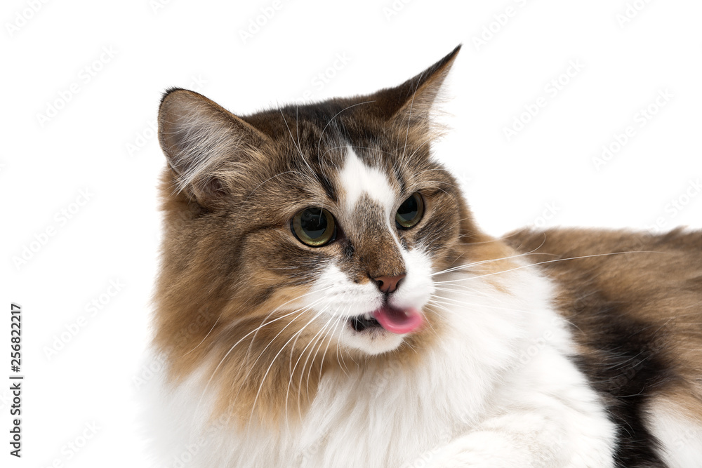 portrait of a fluffy cat on a white background