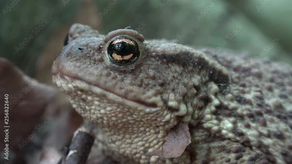 Frog in Forest Closeup, Toad Sunbathing in Leaves, Animals Macro View in Wood Frog in Forest Closeup, Toad Sunbathing in Leaves, Animals Macro View in Wood