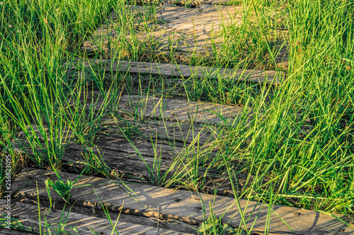 Old abandoned wooden path close-up. Green blades grass on background of the old wooden boards.