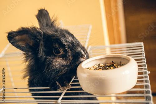 Little black bunny sniffing the food dish in the cage