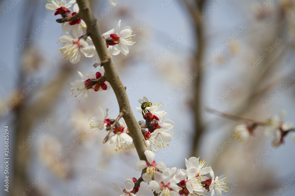 Branches of a beautifully flowering fruit tree Branches of a beautifully flowering fruit tree