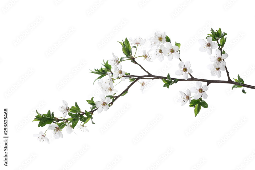 Blooming plum tree flowers isolated on white background Blooming plum tree flowers isolated on white background