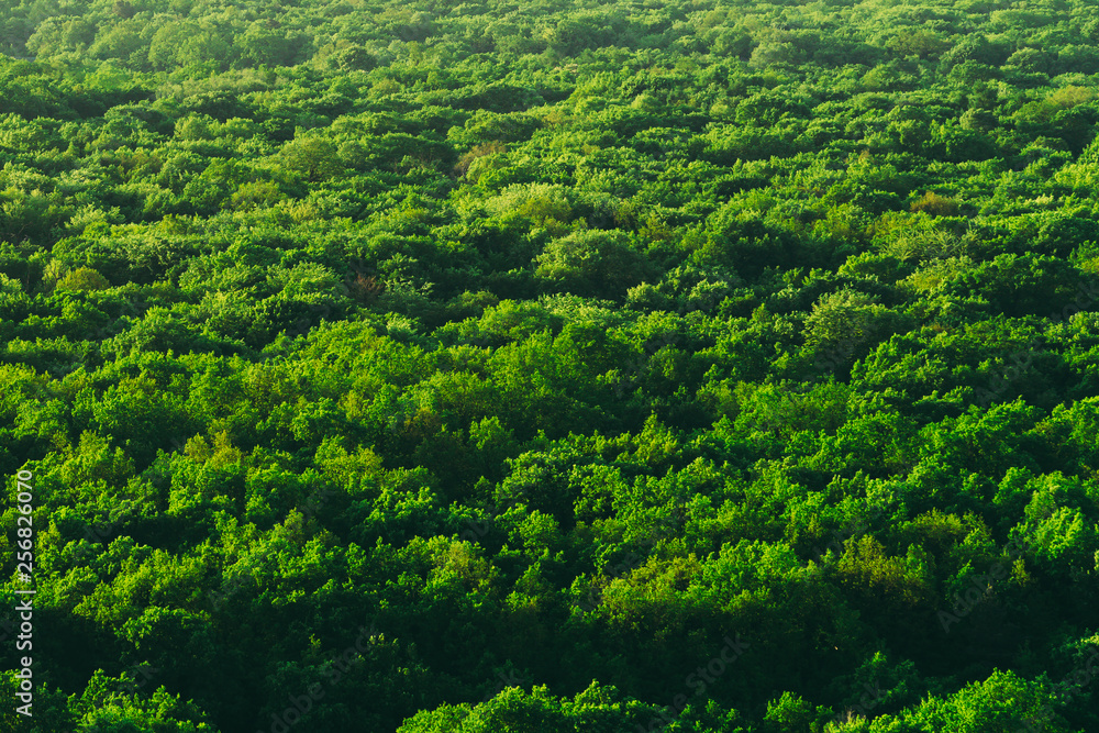 Aerial beautiful green forest background with natural colours Aerial beautiful green forest background with natural colours