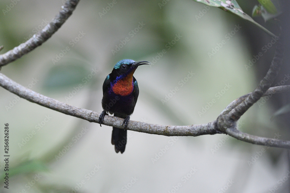 Copper-throated sunbird Copper-throated sunbird