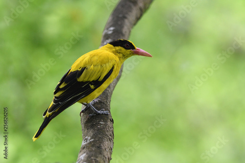Εκτύπωση καμβά Black-naped oriole