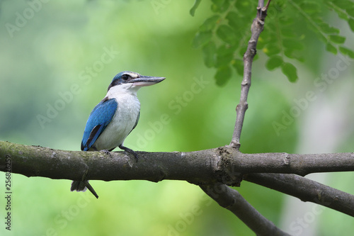 Collared kingfisher © PetrDolejsek