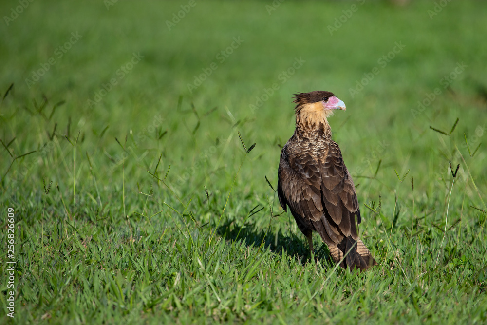 Fototapeta premium A bird of prey on the grass. The southern crested caracara (Caracara plancus) - Brazil.