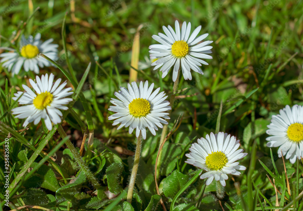 White daisy flowers growing wild in a field, selective focus. White daisy flowers growing wild in a field, selective focus.