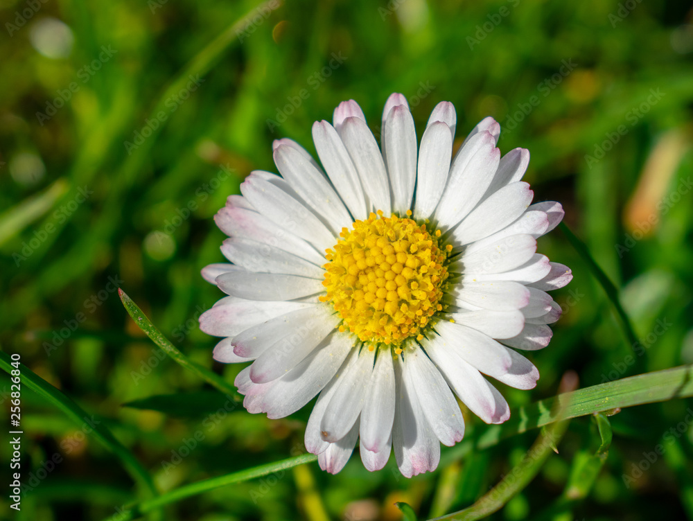 Obraz premium One white daisy flower close up, selective focus.