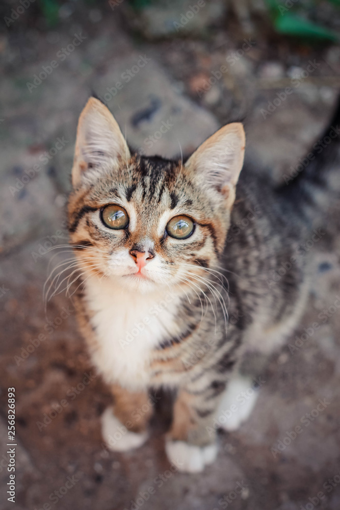 cute striped kitten standing on the gray asphalt and looking into the camera