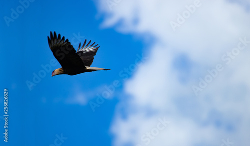Soft focus on the southern crested caracara (Caracara plancus) flying against blue sky.