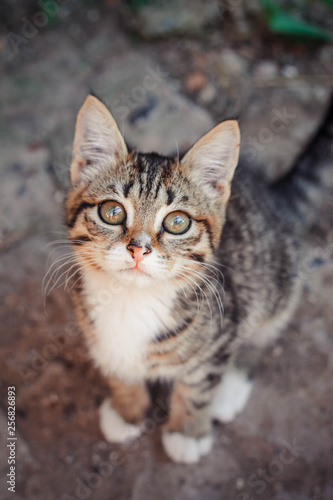 cute striped kitten standing on the gray asphalt and looking into the camera © Нина Дроздова