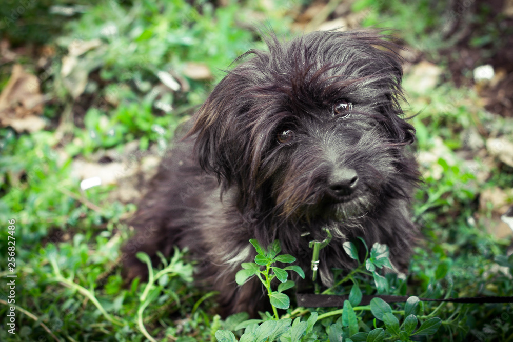 charismatic black fluffy little dog lies in the grass and causes affection charismatic black fluffy little dog lies in the grass and causes affection