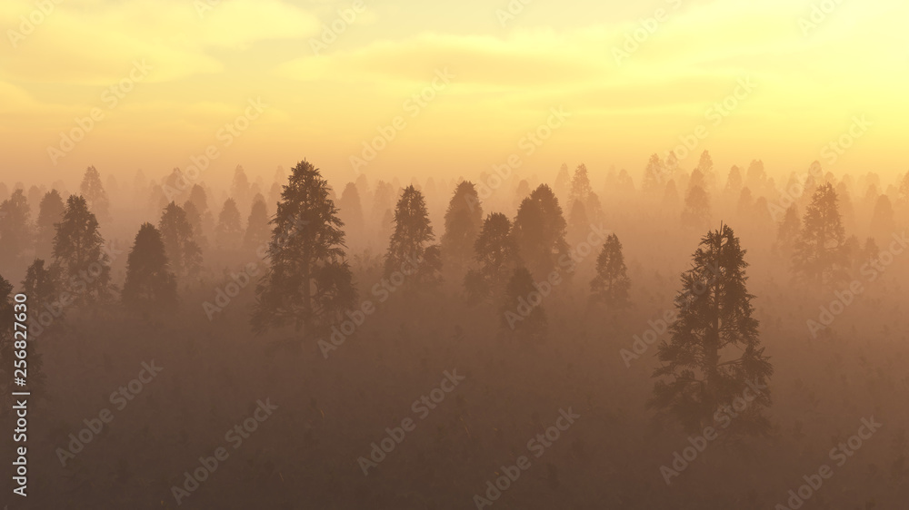 Misty pine forest at sunset.