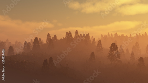 Misty pine forest at sunset. © ysbrandcosijn