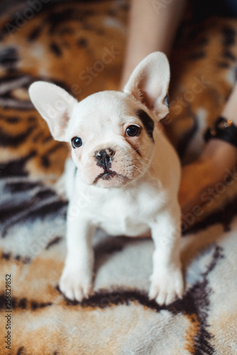 vertical image of a small puppy bulldog who proudly and attentively looks fearlessly at all
