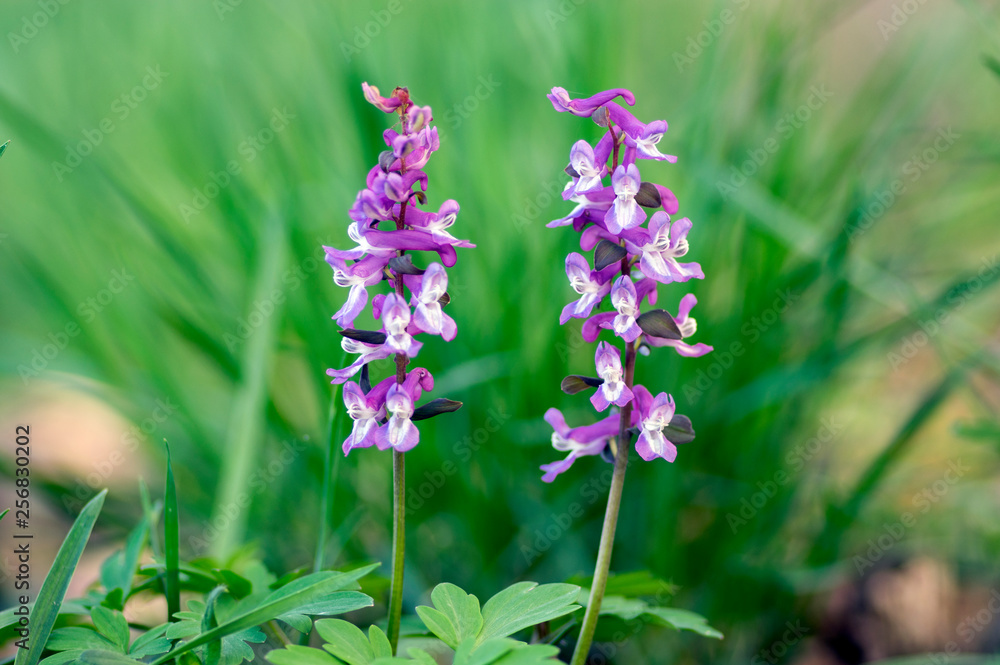 Corydalis cava early spring wild forest flowers in bloom, white violet purple flowering beautiful small plants Corydalis cava early spring wild forest flowers in bloom, white violet purple flowering beautiful small plants
