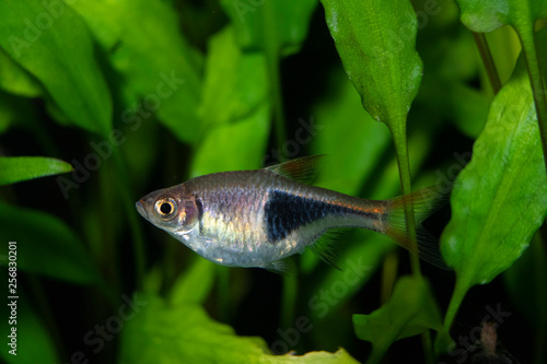 Fototapeta Naklejka Na Ścianę i Meble -  Fish rasbora heteromorph in freshwater aquarium