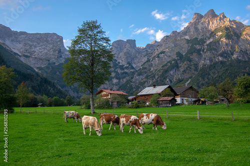 Brown and white cows on pasture, Verfenveng Austrian Alps, beautiful scenery