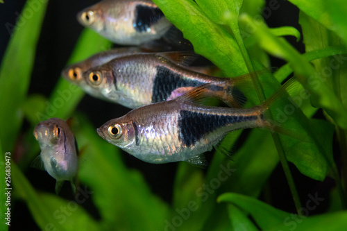 Fish rasbora heteromorph in freshwater aquarium