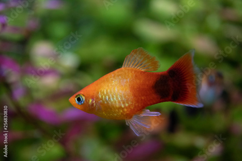 Platy Xiphophorus Maculatus in tropical aquarium