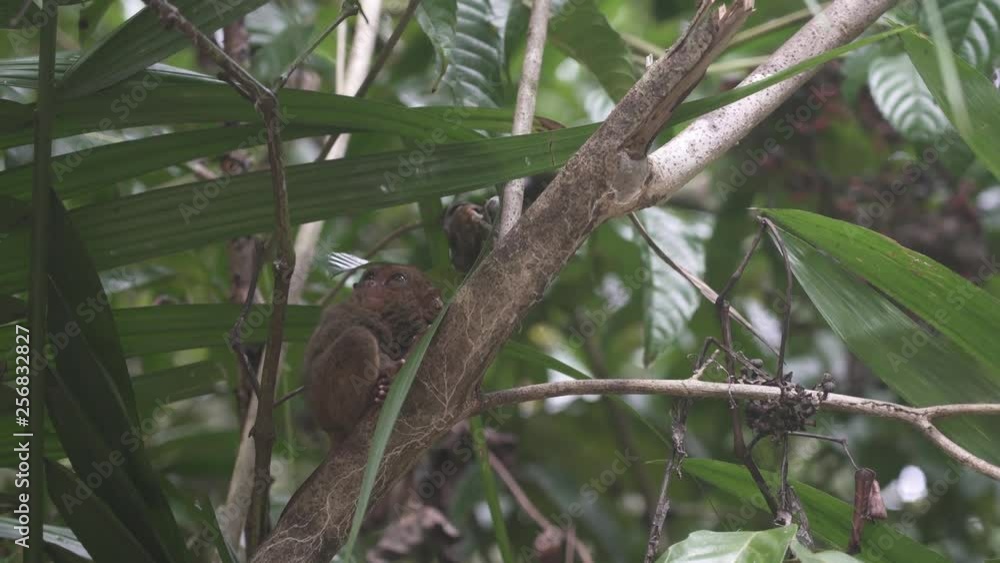 Tarsier sitting on branch of tree with green leaves in jungle, Bohol island, Philippines. Tarsier sitting on branch of tree with green leaves in jungle, Bohol island, Philippines.