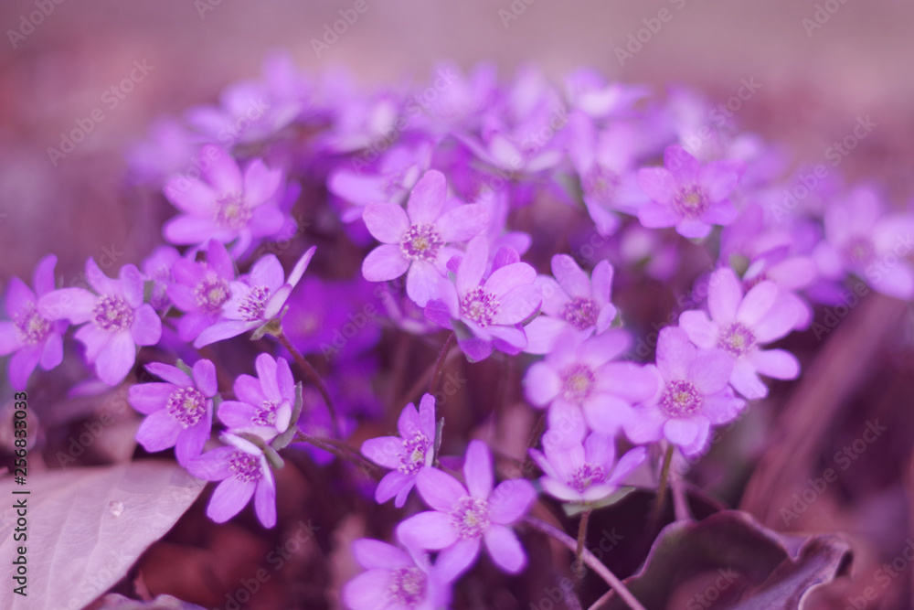 Purple flowers (hepatica) in the asian garden Purple flowers (hepatica) in the asian garden