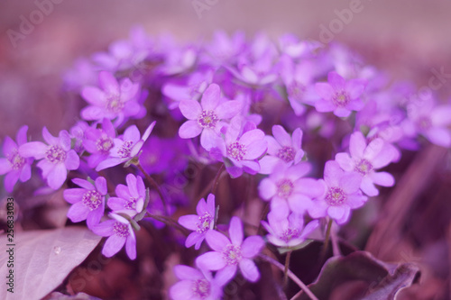 Purple flowers (hepatica) in the asian garden