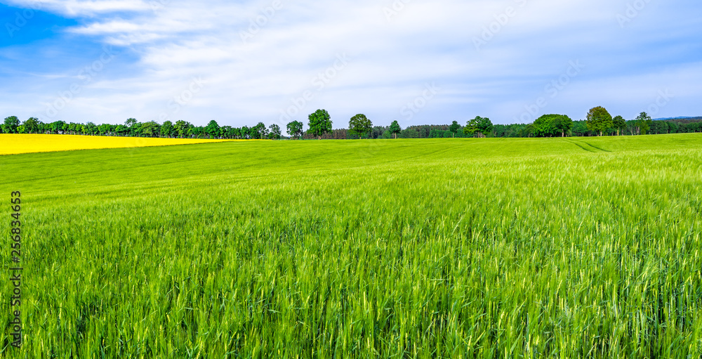 Obraz premium Green farm, panoramic view of farmland, crop of wheat on field, spring landscape